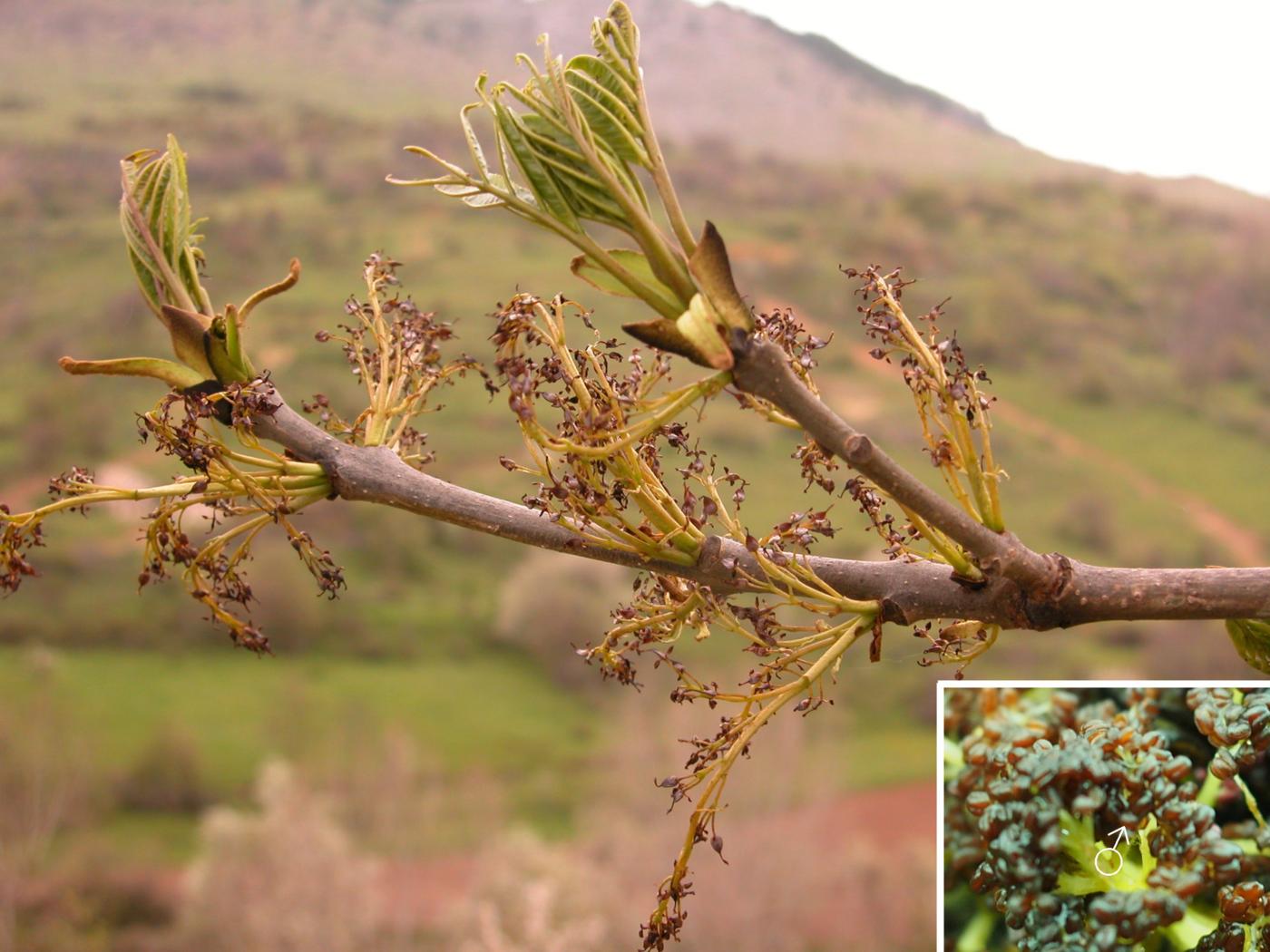 Ash flower